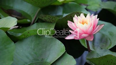 lotus on pond