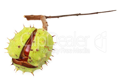 Horse chestnut (Aesculus hippocastanum) in natural shell