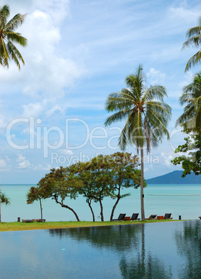 Palm tree at the beach and swimming pool, Phuket, Thailand