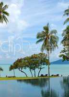 Palm tree at the beach and swimming pool, Phuket, Thailand