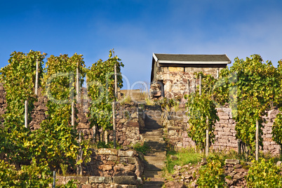 Hütte am Weinberg