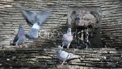 Pigeons on a fountain
