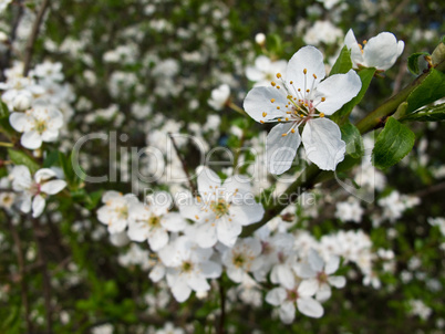 Blackthorn blooming, Prunus spinosa