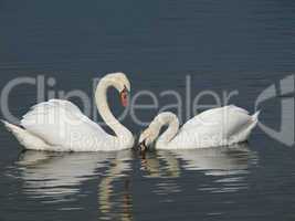 Two Swans, Cygnus olor