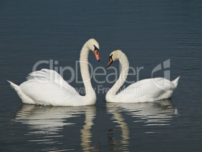 Two Swans, Cygnus olor