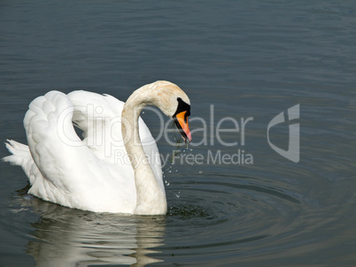 Beautiful swan, Cygnus olor