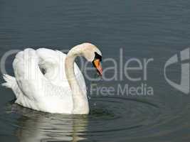 Beautiful swan, Cygnus olor
