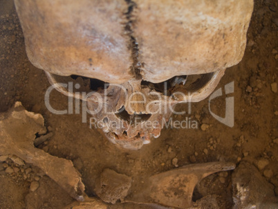 Human skull seen from above