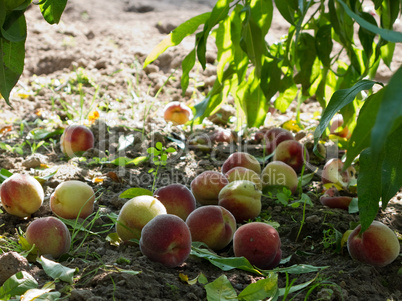 Ripe peaches under tree