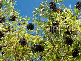 Ripe elderberry on bush