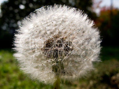 Dandelion clock, Taraxacum officinale