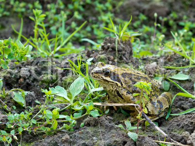 Common frog, Rana temporaria