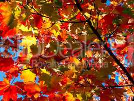 colorful maple leaves in autumn