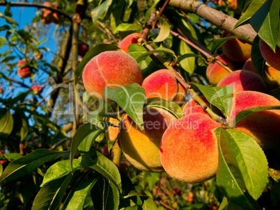 Peaches on tree