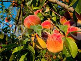 Peaches on tree