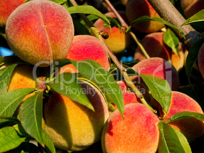 Peaches on tree