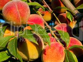 Peaches on tree