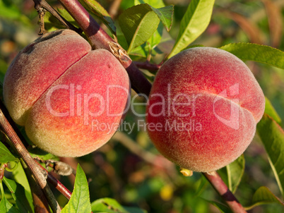 Peaches on tree