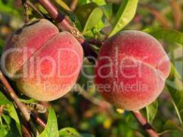 Peaches on tree