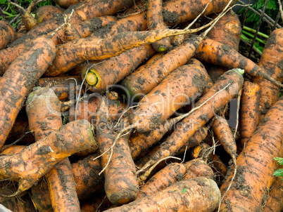 Fresh harvested carrots