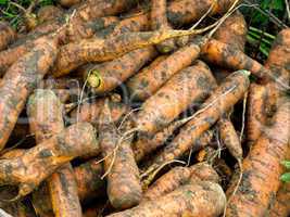 Fresh harvested carrots