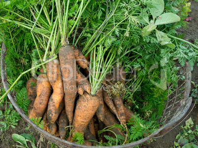 Fresh harvested carrots