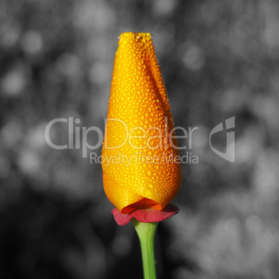 Beautyful Californian poppy