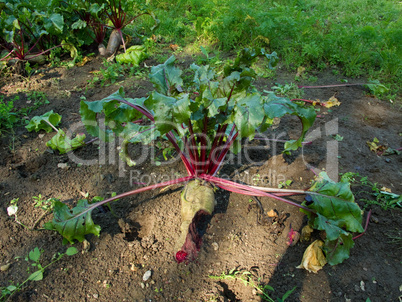 Beetroot in soil organic farming damaged by rats