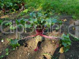 Beetroot in soil organic farming damaged by rats