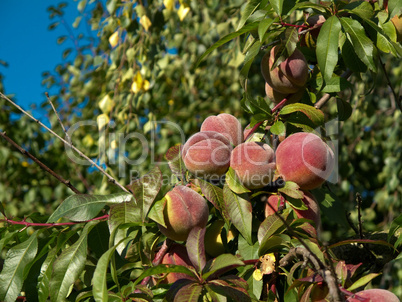 peaches on tree