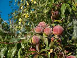 peaches on tree