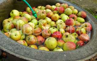 apples in waterbath, organic farming