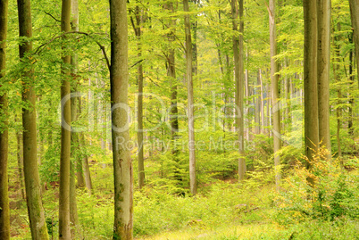 Buchenwald im Herbst - beech forest in fall 0