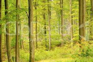 Buchenwald im Herbst - beech forest in fall 0