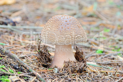 Grauer Wulstling - Grey Spotted Amanita 02