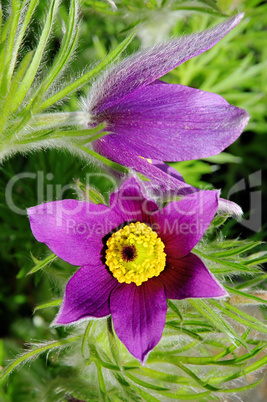 Kuechenschelle - pasque flower 16