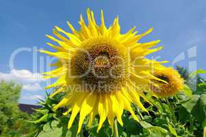 Sonnenblumen - sunflowers 37