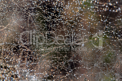 Dew drops on spider web
