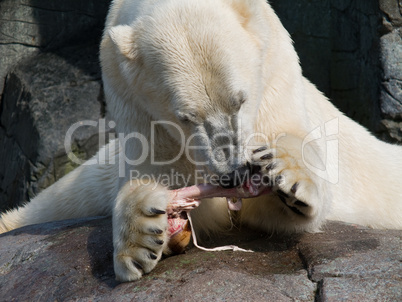 Polar bear eating