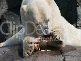 Polar bear eating
