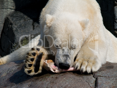 Polar bear eating