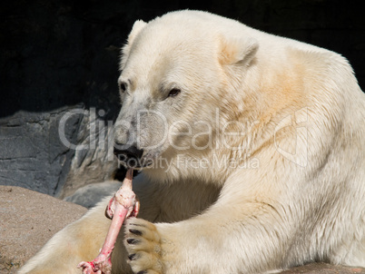 Polar bear eating