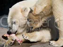 Two polar bears eating