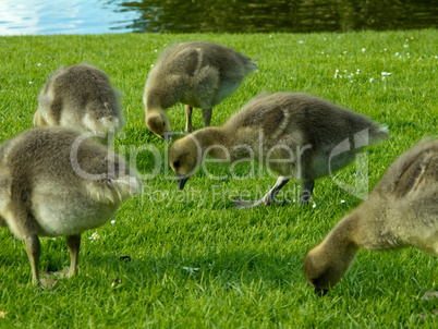 Chicks of greylag goose eating grass