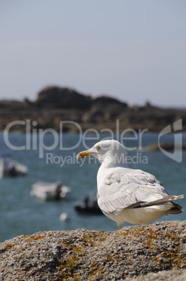 Seagull watching the ocean