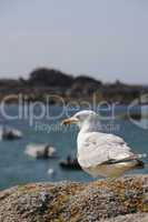 Seagull watching the ocean