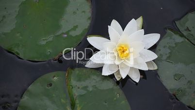 White lotuses