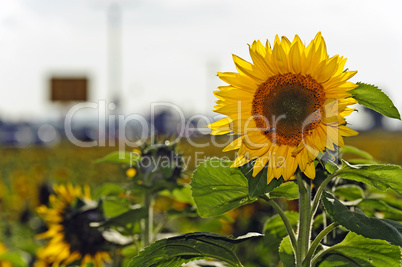 Sonnenblumen an der Kreuzung