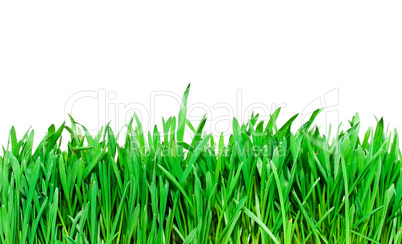 Grass