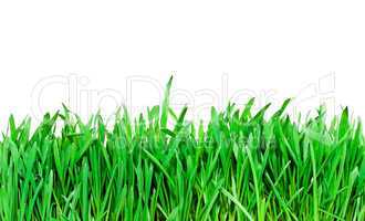 Grass